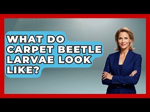 What Do Carpet Beetle Larvae Look Like? - Insects and Invaders