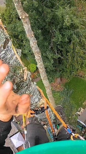 Video | guilty treeson