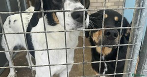 Treacle is waiting for someone to love him 💔 for adoption in Worcester | Pets4Homes