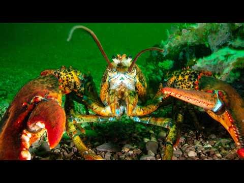 How These 100-Year-Old Apex Predators Reclaimed the Ocean