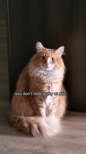 The pyramid of floof is wearing his chaos pantaloons today | Walter the Catt