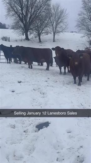 7.9K views · 47 reactions | Consignment for Monday January 12th Special Bred Cow & Heifer Auction Kyle Nilsestuen 20 Blk & Red Cows Complete Dispersal bred to Blk bulls out May 25th | Lanesboro Sales Commission, Inc | Facebook
