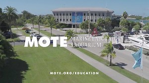 90K views · 534 reactions | This summer, inspire a love for our oceans with real, hands-on learning at Mote. We believe conservation begins with education | Mote Marine Laboratory & Aquarium | Facebook