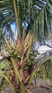 1.3K views · 15 reactions | Dwarf coconut tree Giemel's Quality...