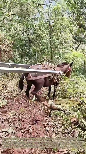 Hauling Steel: Pack Mule Navigates Steep Slippery Mountain Forest Trail