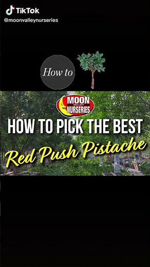 FALL COLOR Pro Tip: How to Select the Best RED PUSH CHINESE PISTACHE #shorts