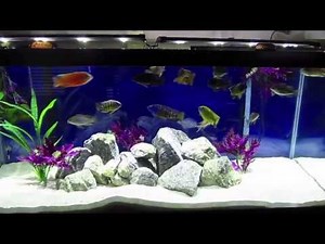 75 Gallon Male Peacock tank