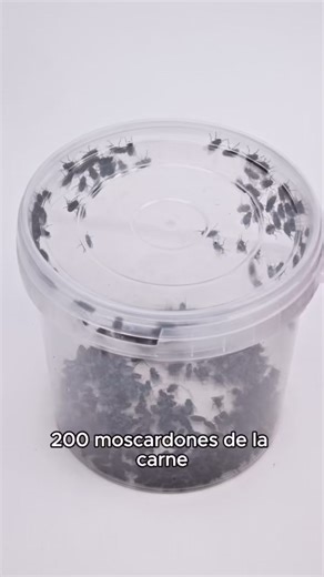 1.6M views · 57K reactions | Moscardones vs el imperio tanque #insecto #curiosidades #naturaleza #documental #macro #batalla #animales #insectos #ciencia #nature #vs #wildlife #guerra #imperio #bestia #berserker | Anthouse.es | Facebook