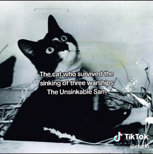 El gato indestructible: la historia de Sam