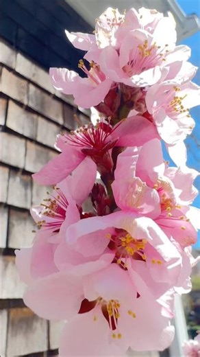 Game Changing Spring Flowering Peach 🎶🌸 #gardeninglife