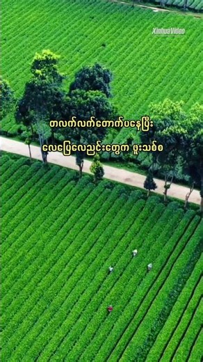 စိမ်းလန်းစိုပြည်မှုများ လွှမ်းခြုံထားသည့် ယူနန်ပြည်နယ်၏ လက်ဖက်စိုက်ခင်းများ #Yunnan