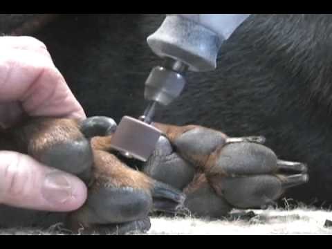 Dremel dog nails, Trimming dog nails with dremel tool, Clipping dog toenails