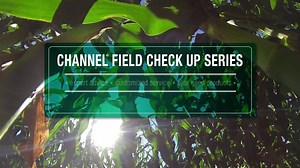 81K views · 33 reactions | During the Reproductive stage, pests and weeds can arrive in full force. See the benefits of partnering with a Seedsman during the Field Check Up Series: | Channel Seed | Facebook