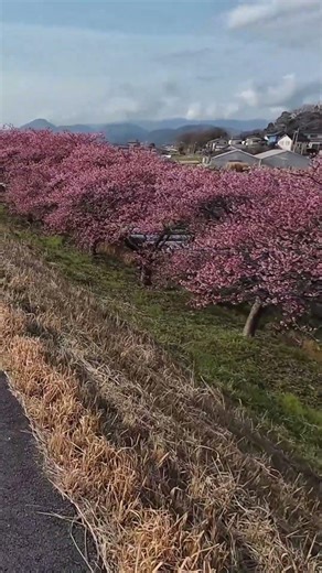 A Perfect Spring Day in Japan 🇯🇵
