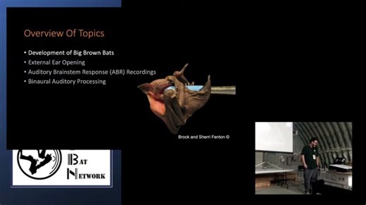 Development of Binaural Auditory Processing in Big Brown Bats – Shane Seheult – OBN 2025 | Shane Seheult, MSc