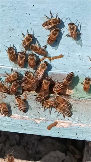 INTESTINAL DISEASE😭😭😭