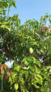 Mango tree in the garden, mango tree with mango fruit hanging on the trunk, photo taken from the bottom up to the top of the mango tree