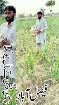 Zameen Changi Te Maal Chokha #farming #agriculture #soil #sugarcane