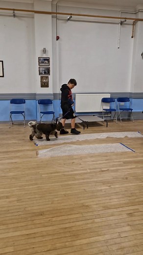 Textured walking with Coco and George | Chasintails | Facebook