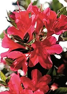 Encore Azalea Autumn Ruby (2 Gallon) Red Flowering Shrub - Full Sun Live Outdoor Plant