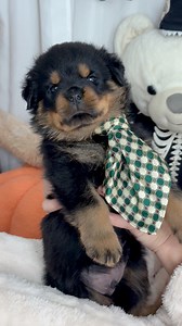 Baby boy💚👻is going soon to Memphis, USA 🇺🇸 to enjoy his life with Janet Tapia and her family🥰🥰🥰 #rottweiler | Black And Tan Pearls Rottweilers