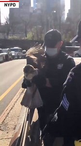 5M views · 1.2K shares | A police officer in New York rescued an injured Red-tailed hawk who couldn't fly after fracturing their wing. | The National Desk - TND | Facebook