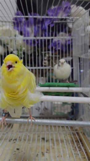 INSANE Canary Singing 🤯🔥 You’ve NEVER Heard This Before!