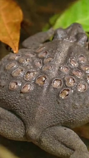 Every animal hides a mystery — some too clever for humans to notice. #facts #fact #animal #wildlife #wild #animals #secrets (8) | The Cozy Cookery