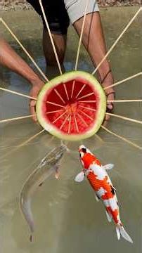 Survival Skills: Wow! SMART Idea with 🐠 Watermelon Fish Trap #camping #bushcraft #outdoors #fish