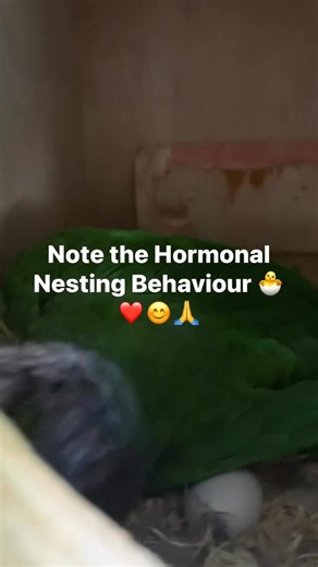 Nesting Behaviour ❤️😊🙏 🌙🦜💛✨ #Mooncheek #MooncheekConure #GreenCheekConure #ConureLove #RareConure #CheekyConureAndCo #ParrotBreederLife #ExoticConure #HandRaisedConure #Parrotsofinstagram #Birdsofinstagram #AviaryBabies #CuteConures #ParrotLovers #FeatheredFriends | Cheeky Conure & Co