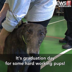 Inmates have been training these recently retired racing greyhounds to get them ready for adoption.The pups just graduated today! | WTNH News 8