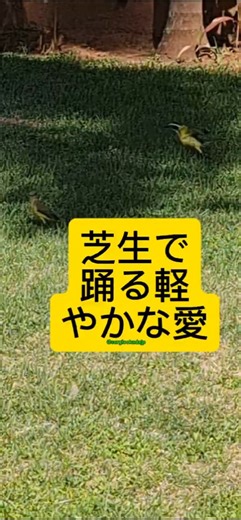 💛✨ 喜びのジャンプ：キバラオオタイランチョウが幸せの秘密を明かす！ 🌿🐦