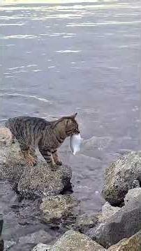 Try NOT To Laugh 😂 Funny Cats That Turn Every Moment Into Pure Chaos! #funny #cat