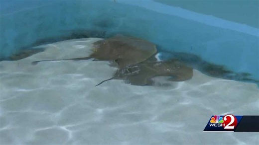2 injured by stingrays in Daytona Beach on Sunday