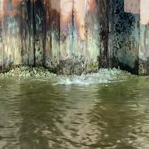 74 reactions · 4 comments | This spiny-tailed iguana didn’t stand a...