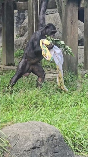 Chimpanzee/Pan troglodytes/Taipei Zoo