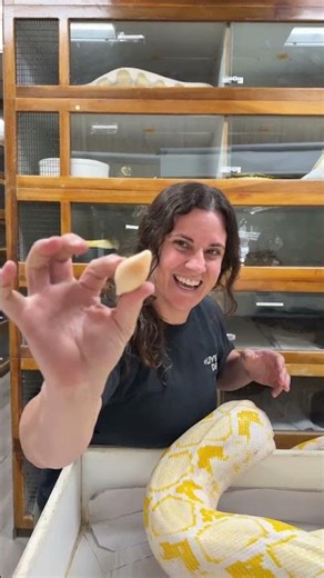 Doing yet another egg clutch folks 🐍 🥚