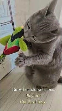 Playtime Luca,ruby,Luna catvibes #birdtoys #ytshorts