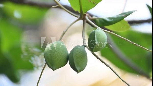 Terminalia catappa fruits. Its tropical tree in the leadwood tree family. Its Common names country almond, Indian almond, Malabar almond, sea almonds, tropical almond, beach almonds and false kamani.