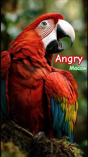 Macaw Funny Attack! 🦜 Close-up BIRDIE vs Camera 😱 | ORIGINAL SOUND । #short