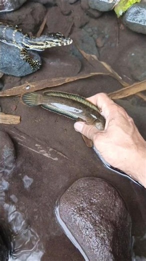 Snakehead fishing tips - SNAKEHEAD FISH #shorts #fish #channa #viralvideo