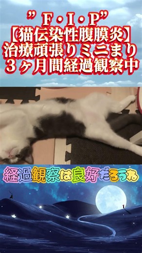 【FIP・猫伝染性腹膜炎】この姿がみれている時は安心なのかな！？汗【#fip#猫伝染性腹膜炎#腹水#黄疸#mutian#未認可薬#catshorts#猫YouTube#順調#後２ヶ月#寛解に向けて】