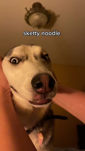 ontariohuskies on TikTok