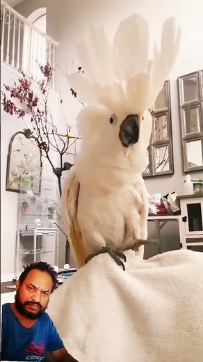 Adorable white parrots playing and showing off their beautiful feathers #superbparrot