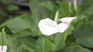 Zantedeschia aethiopica, commonly known as Calla Lily and Arum Lily Flower Plant Stock Video