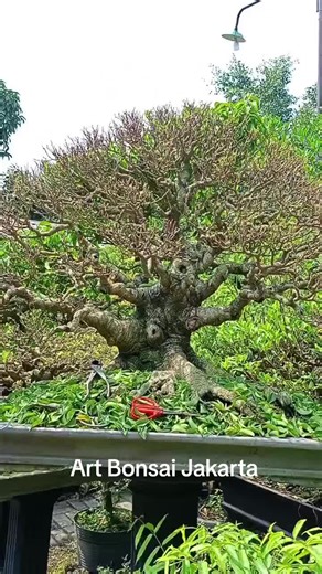 Pruning bonsai benjamina (Ficus benjamina) #fyp #sorotan #bonsai #artbonsaijakarta #ficus