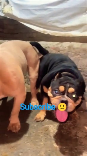 blue eyes amarican bully male 17k