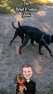 Surprise Reunion! Lab Pointer Puppy Meets Litter Mate at Dog Park