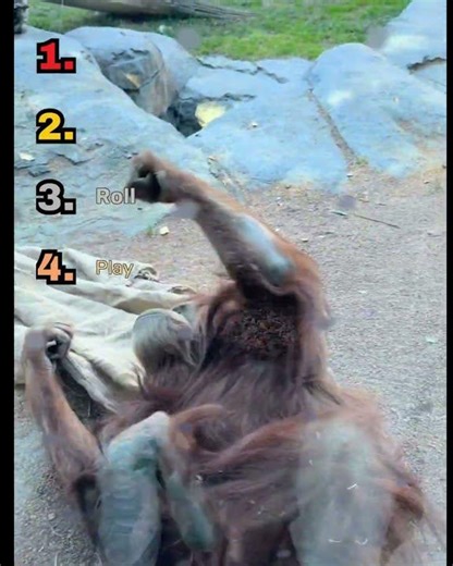 Can't Stop Laughing At These Crazy Orangutans! 🦧 | Funniest Zoo Moments Ranked! #viral #orangutan