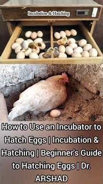 How to Use an Incubator to Hatch Eggs | Incubation & Hatching | Beginner's Guide to Hatching Eggs| 4